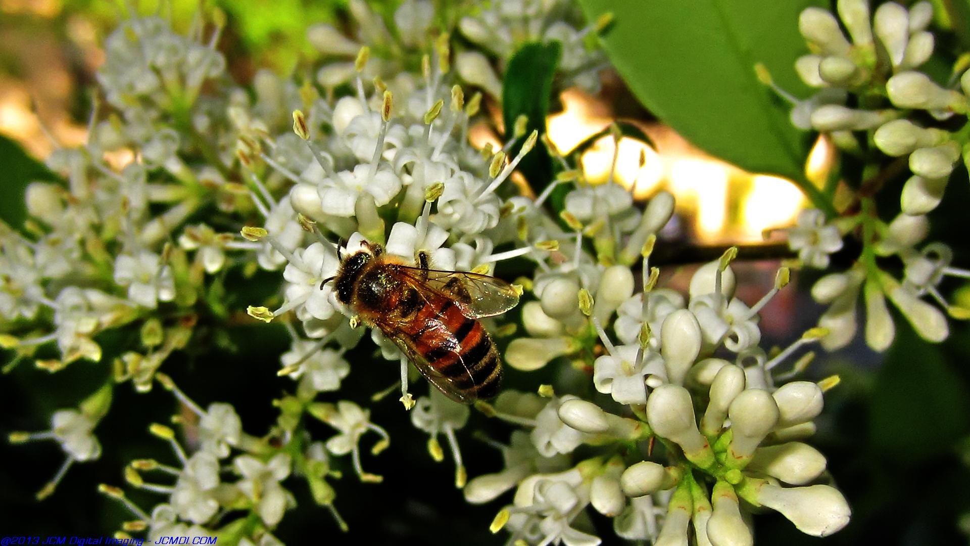 Honeybees on white flowers 